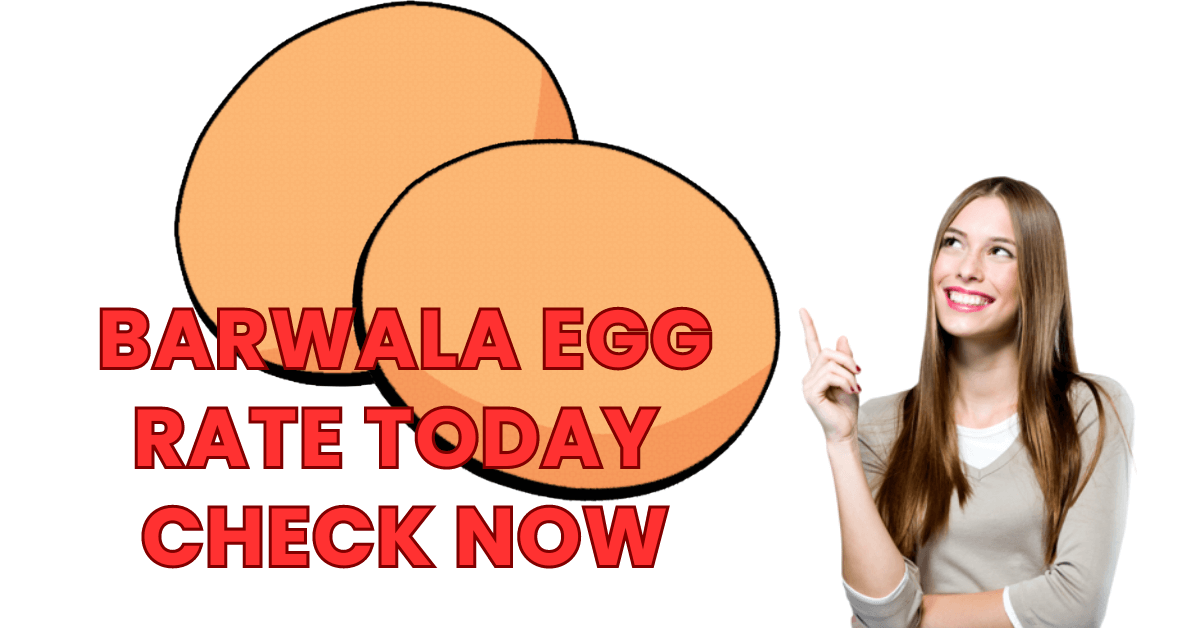 Barwala Egg Rate Today